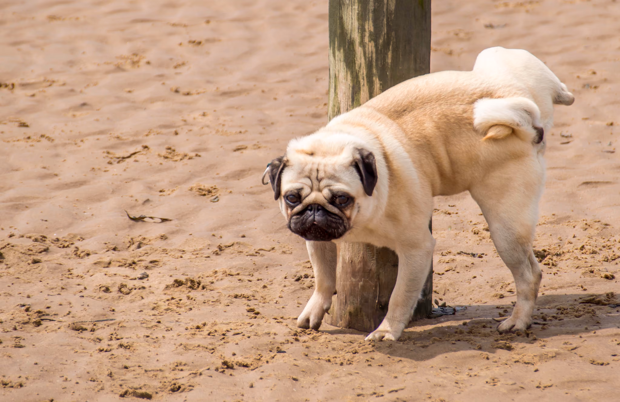 02-nathanx1-cachorroxixi-iStock-496158583