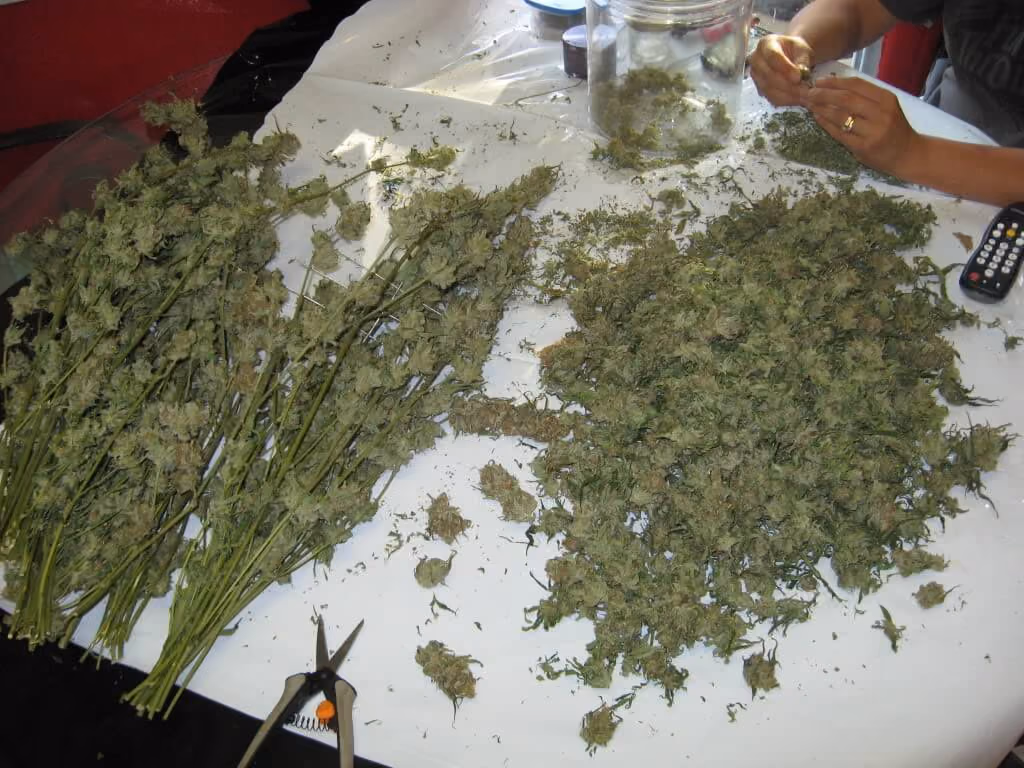 cannabis-california-3