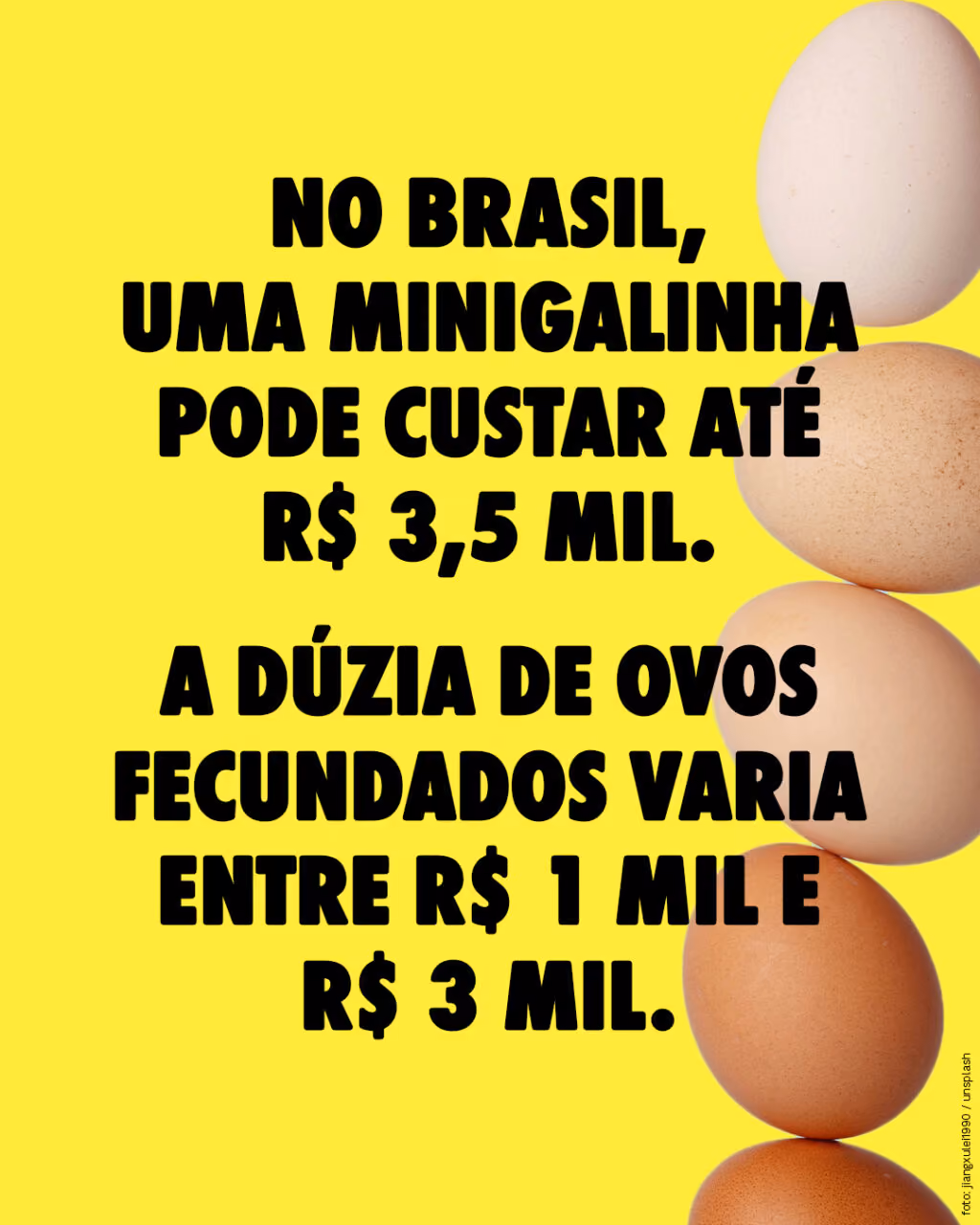 No Brasil, uma minigalinha pode custar até R$ 3,5 mil.

A dúzia de ovos fecundados varia entre R$ 1 mil e R$ 3 mil. 