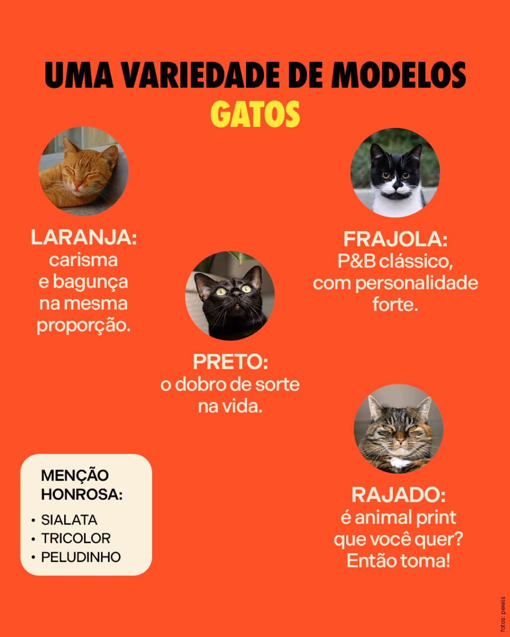 (gatos)
Laranja: carisma e bagunça na mesma proporção.
Frajola: P&B clássico, com personalidade forte.
Preto: o dobro de sorte na vida.
Rajado: é animal print que você quer? Então toma!
Menções honrosas:
Sialata
Tricolor
Peludinho