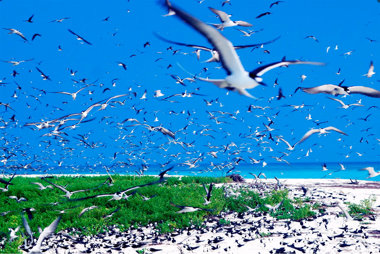 seychelles-bird-island