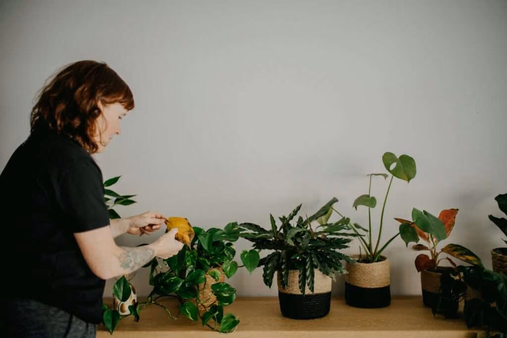 Ter plantas dentro de casa faz bem pra você