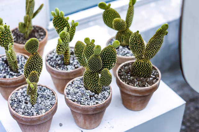 cactus_suculentas_norrebro_copenhagen_5