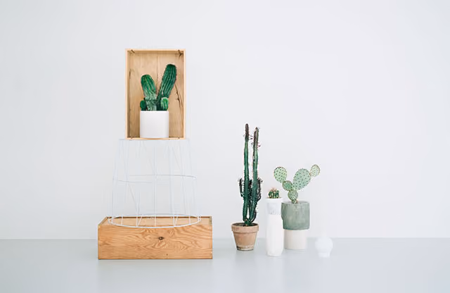 cactus_suculentas_norrebro_copenhagen_4