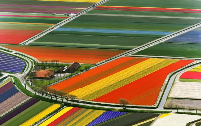 tulipas Amsterdam