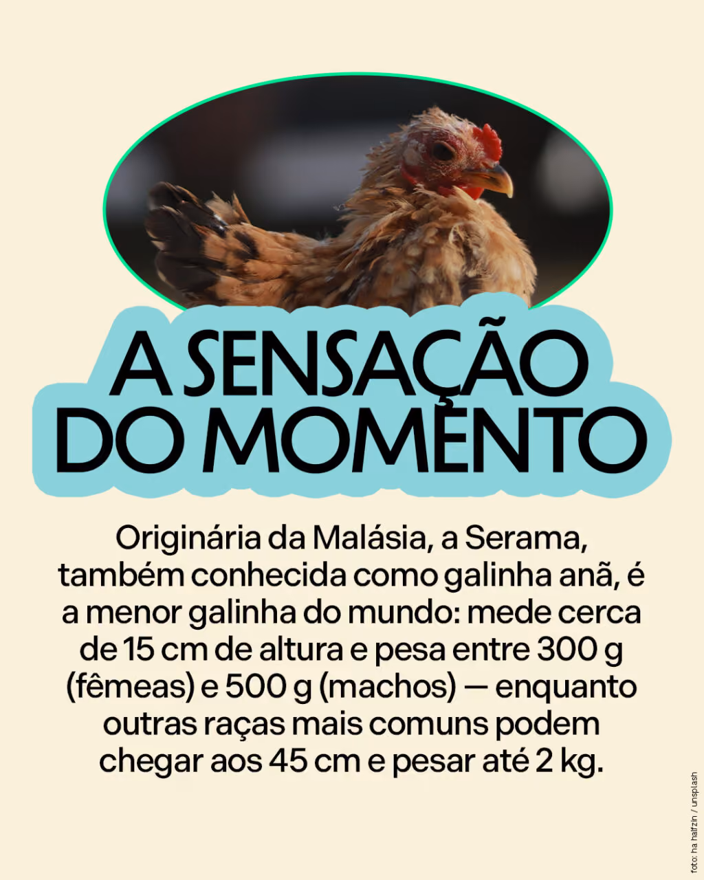 A sensação do momento
Originária da Malásia, a Serama, também conhecida como galinha anã, é a menor galinha do mundo: mede cerca de 15 cm de altura e pesa entre 300 g (fêmeas) e 500 g (machos) — enquanto outras raças mais comuns podem chegar aos 45 cm e pesar até 2 kg. 
