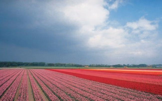 tulipas Amsterdam