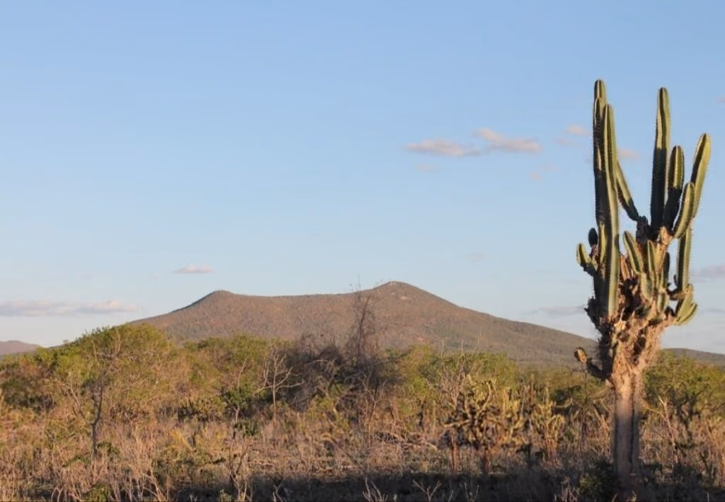 O que podemos aprender com a força da Caatinga