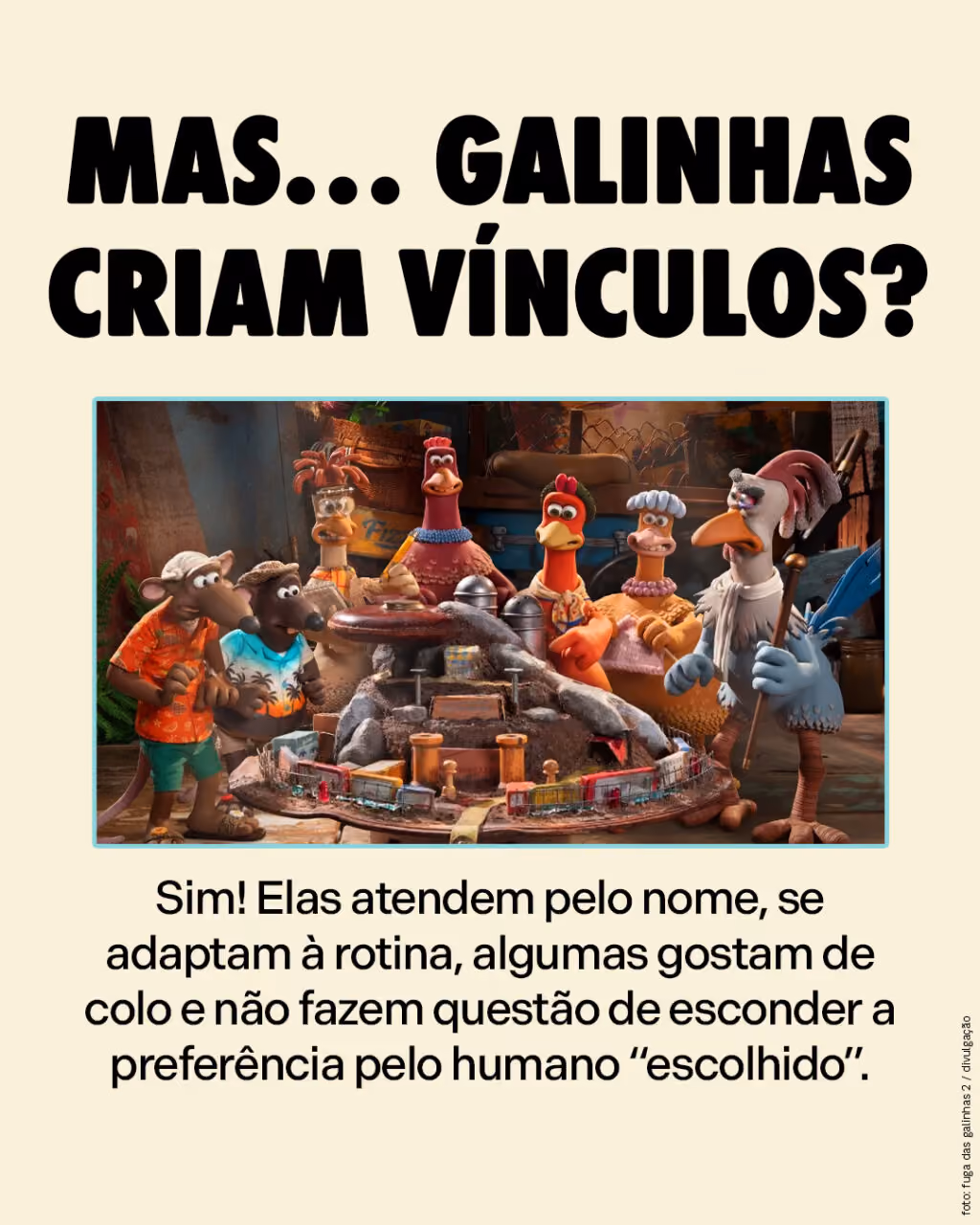 Mas… galinhas criam vínculos?
Sim! Elas atendem pelo nome, se adaptam à rotina, algumas gostam de colo e não fazem questão de esconder a preferência pelo humano “escolhido”.
