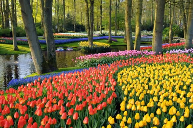 tulipas-lago-keukenhof
