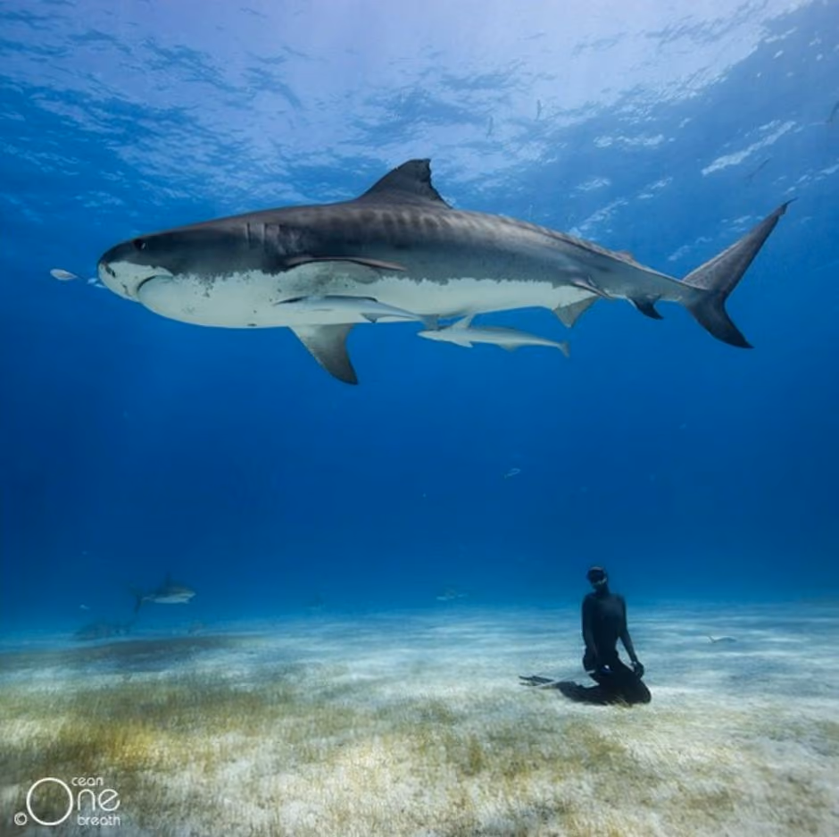 oneocean