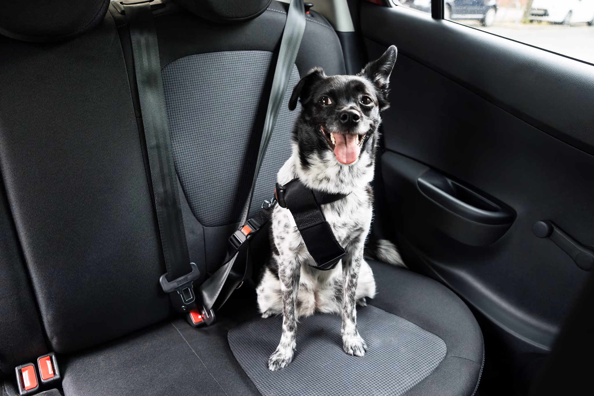 Cuidados na hora de viajar com o pet