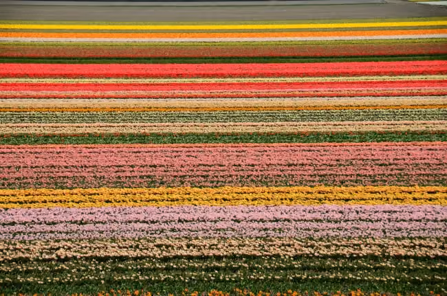 tulipas Amsterdam