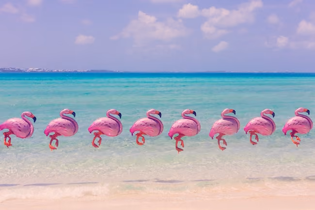 bermuda_flamingos_final_1