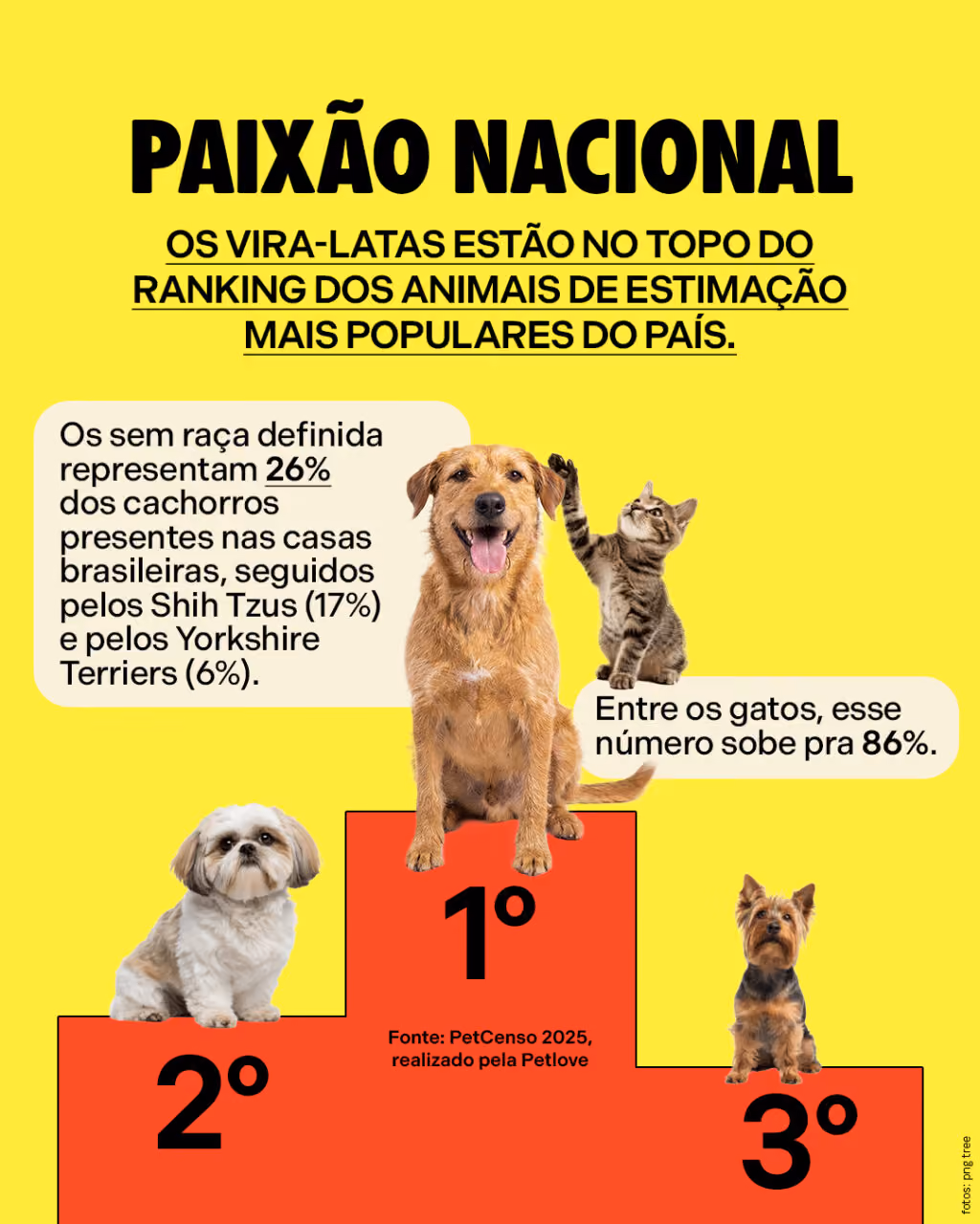 Paixão nacional
Os vira-latas estão no topo do ranking dos animais de estimação mais populares do país.
Os sem raça definida representam 26% dos cachorros presentes nas casas brasileiras, seguidos pelos Shih Tzus (17%) e pelos Yorkshire Terriers (6%).
Entre os gatos, esse número sobe pra 86%.
Fonte: PetCenso 2025, realizado pela Petlove