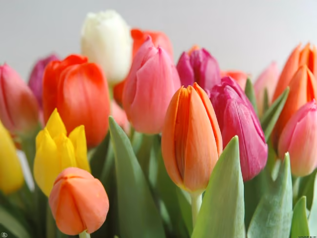 tulipas Amsterdam