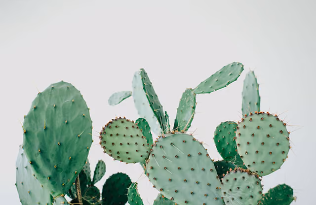 cactus_suculentas_norrebro_copenhagen_8