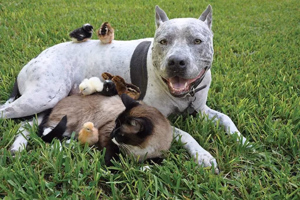Cachorro, gato e pintinhos juntos