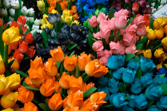 tulipas Amsterdam